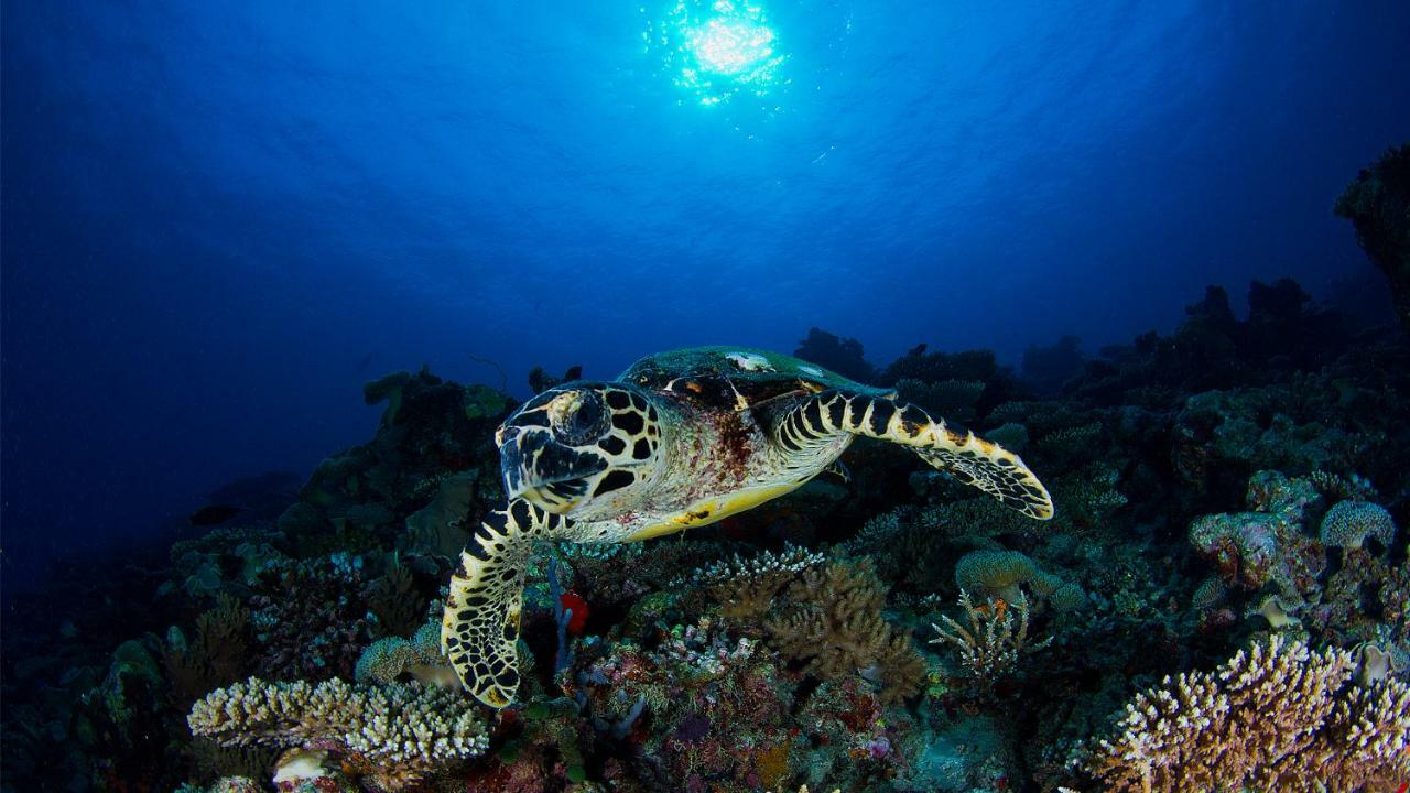 Vakkaru Maldives - 30 Percent Off On Seaplane Transfers For Stays Until 19 Dec 2025 Thulhaadhoo Exterior photo